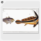 2-84_Ichtyologie-ou-Histoire-naturelle_picture-crop