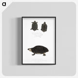 2-84_Indian-Zoology_blk-crop