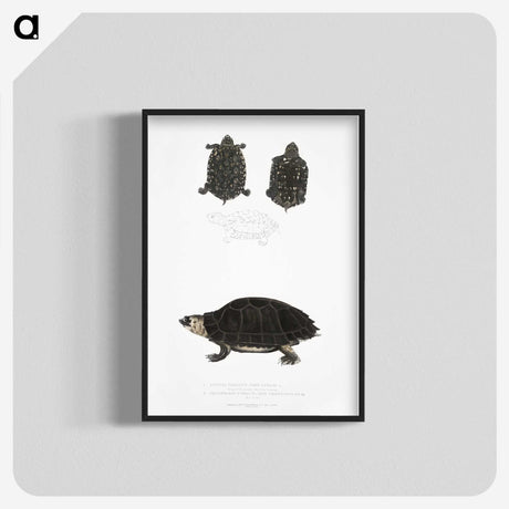 2-84_Indian-Zoology_blk-crop