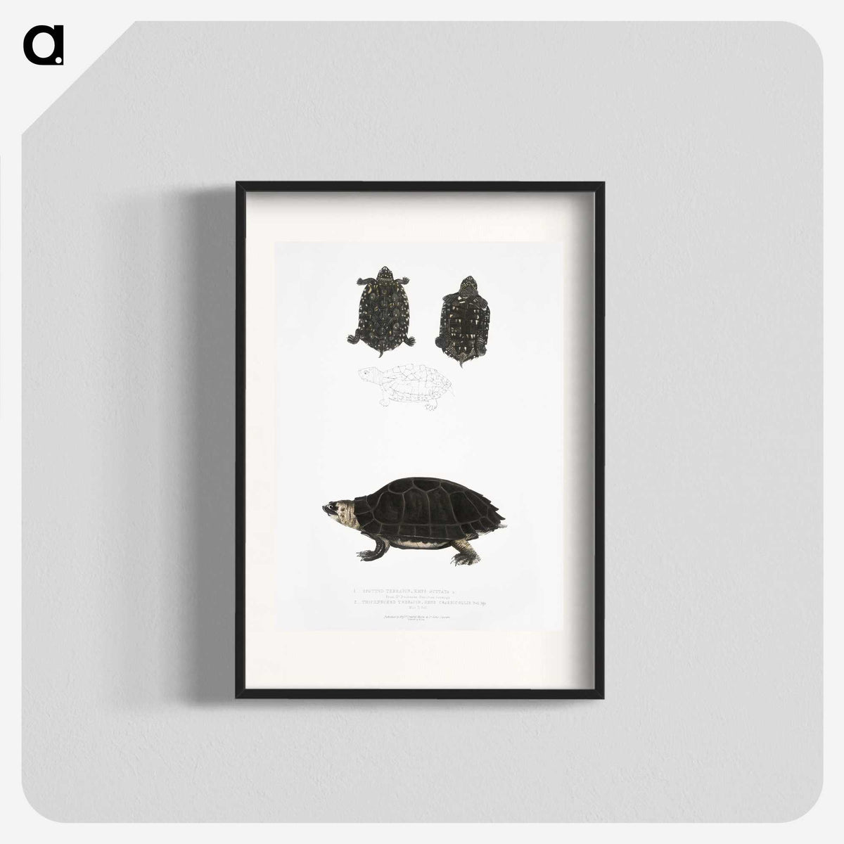 2-84_Indian-Zoology_blk