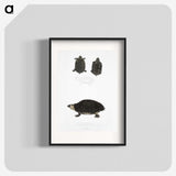 2-84_Indian-Zoology_blk