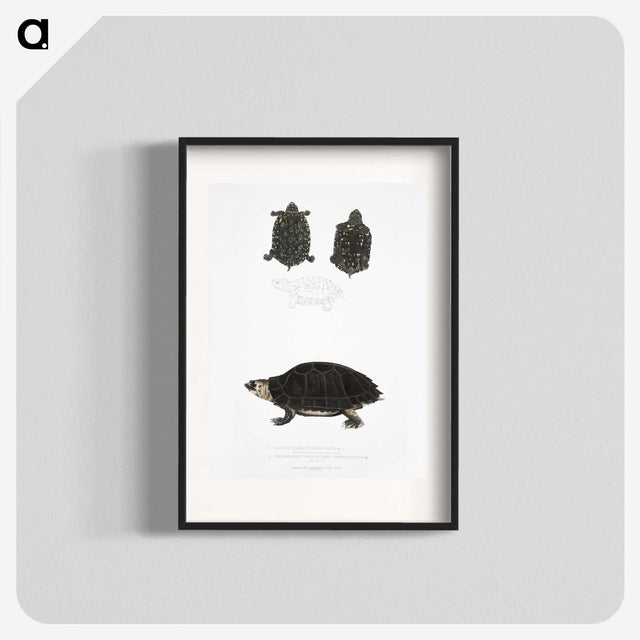 2-84_Indian-Zoology_blk
