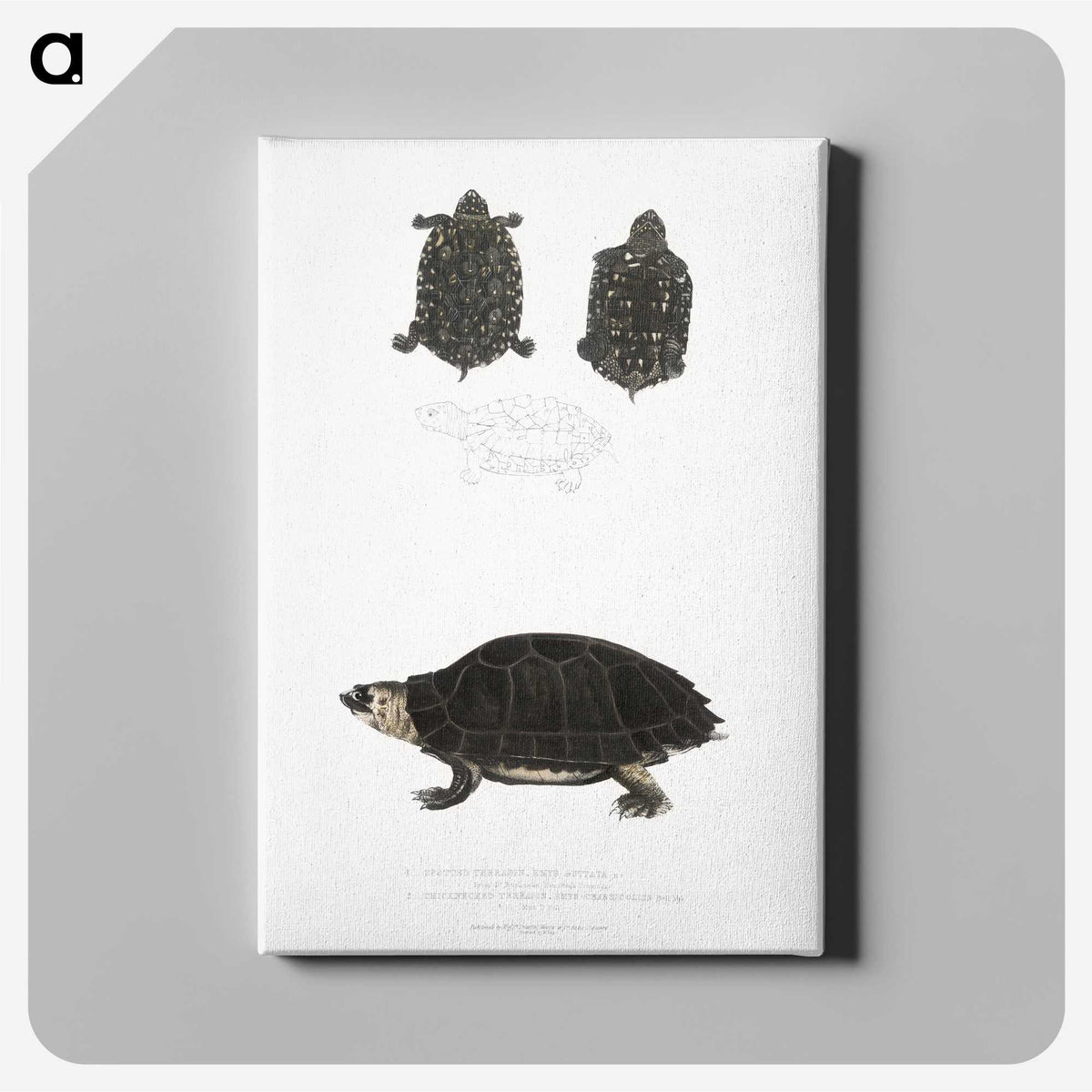 2-84_Indian-Zoology_canvas