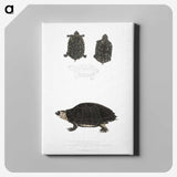 2-84_Indian-Zoology_canvas