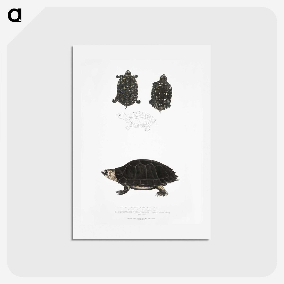 2-84_Indian-Zoology_hagaki