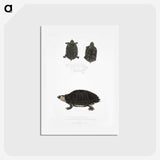 2-84_Indian-Zoology_hagaki