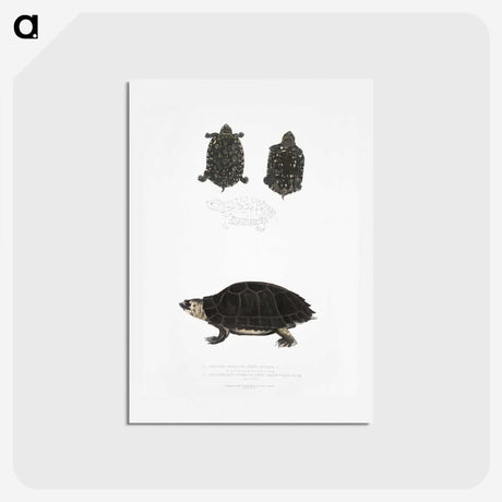2-84_Indian-Zoology_hagaki