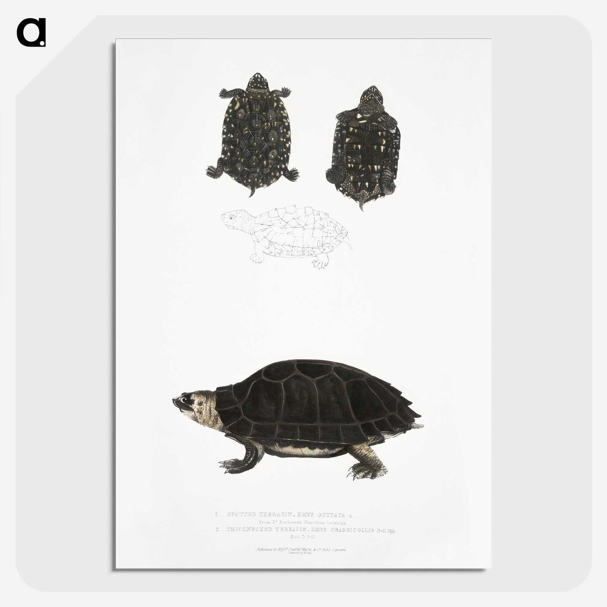2-84_Indian-Zoology_picture-crop