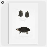 2-84_Indian-Zoology_picture