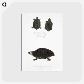 2-84_Indian-Zoology_postcard