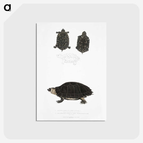 2-84_Indian-Zoology_postcard