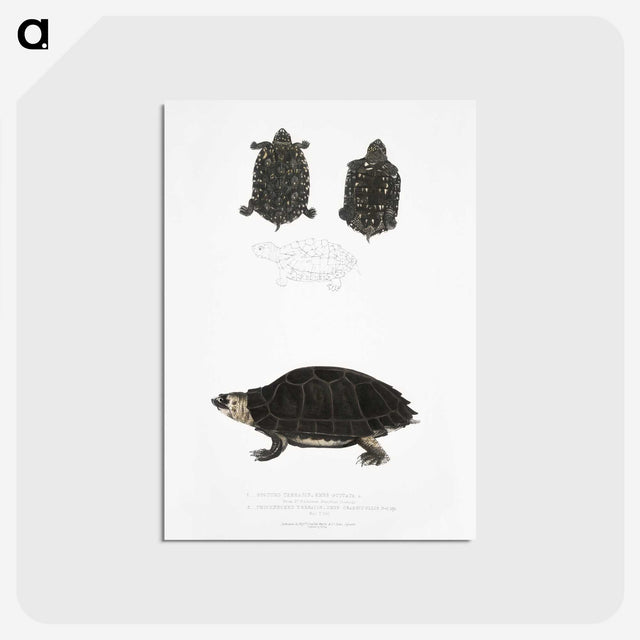 2-84_Indian-Zoology_postcard