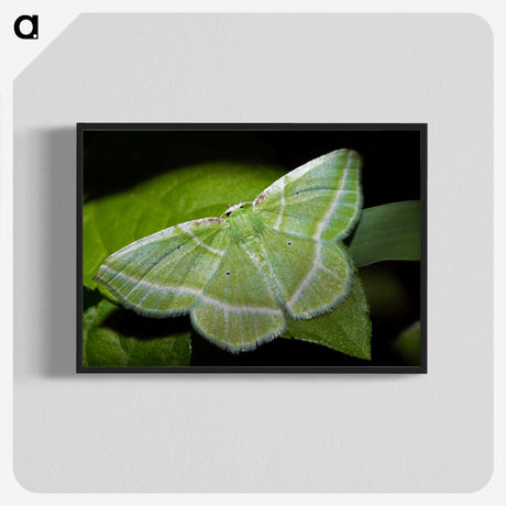 2-84_Insects-Unlocked-Project_blk-crop