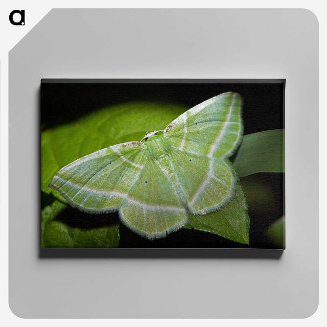 2-84_Insects-Unlocked-Project_canvas