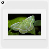2-84_Insects-Unlocked-Project_picture