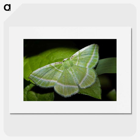 2-84_Insects-Unlocked-Project_picture