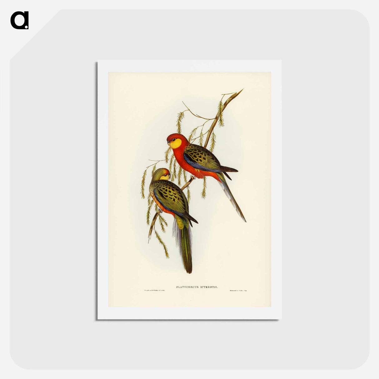 アートポストカード-Earl of Derby's Parrakeet
 - ジョン グールド Postcard.