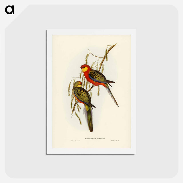 アートポストカード-Earl of Derby's Parrakeet
 - ジョン グールド Postcard.