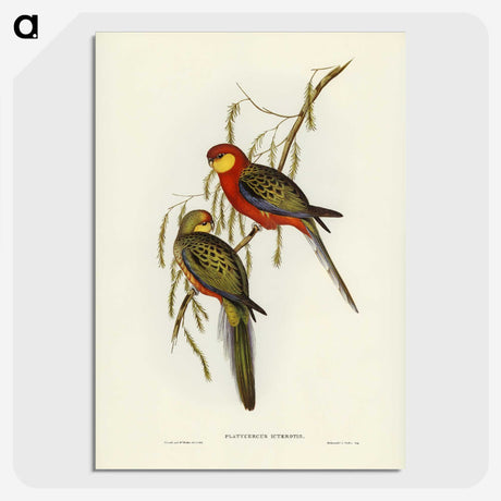 2-84_John-Gould_picture-crop