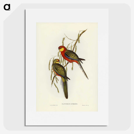 2-84_John-Gould_picture