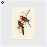 アートポストカード-Earl of Derby's Parrakeet
 - ジョン グールド Postcard.