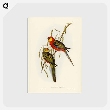 アートポストカード-Earl of Derby's Parrakeet
 - ジョン グールド Postcard.
