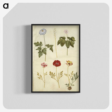2-84_Maria-Sibylla-Merian_blk-crop