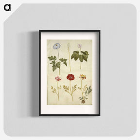 アートポスター-Botanical Studies
 - マリア ジビーラ メーリアン Poster.