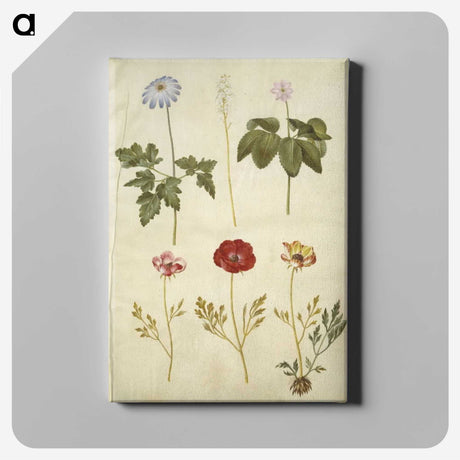2-84_Maria-Sibylla-Merian_canvas