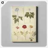 アートパネル-Botanical Studies
 - マリア ジビーラ メーリアン Canvas.