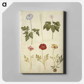 アートパネル-Botanical Studies
 - マリア ジビーラ メーリアン Canvas.