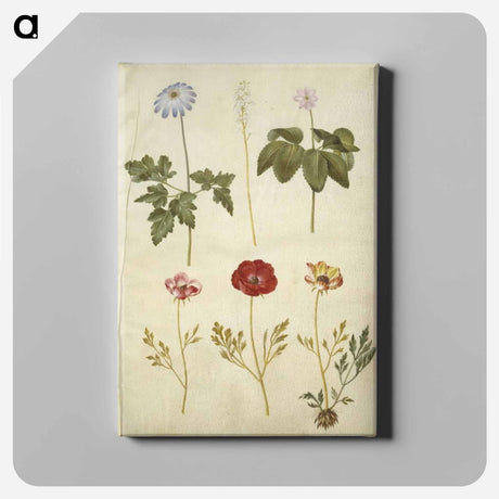 アートパネル-Botanical Studies
 - マリア ジビーラ メーリアン Canvas.