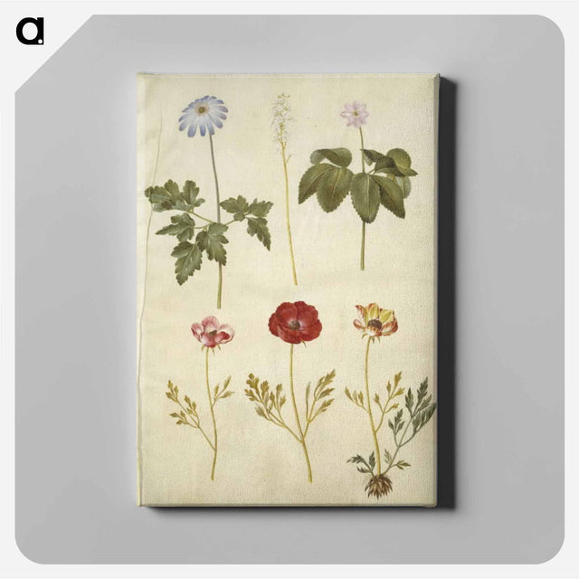 アートパネル-Botanical Studies
 - マリア ジビーラ メーリアン Canvas.