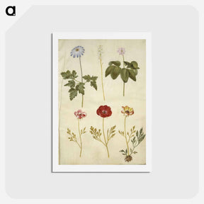 アートポストカード-Botanical Studies
 - マリア ジビーラ メーリアン Postcard.
