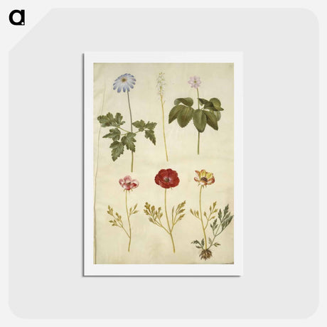 アートポストカード-Botanical Studies
 - マリア ジビーラ メーリアン Postcard.