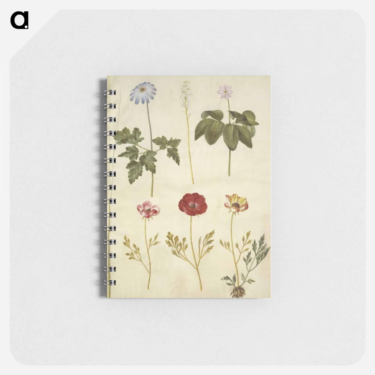 アートメモ帳-Botanical Studies
 - マリア ジビーラ メーリアン Memo.