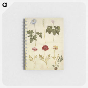 アートメモ帳-Botanical Studies
 - マリア ジビーラ メーリアン Memo.