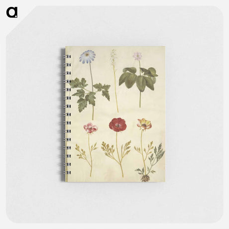 アートメモ帳-Botanical Studies
 - マリア ジビーラ メーリアン Memo.