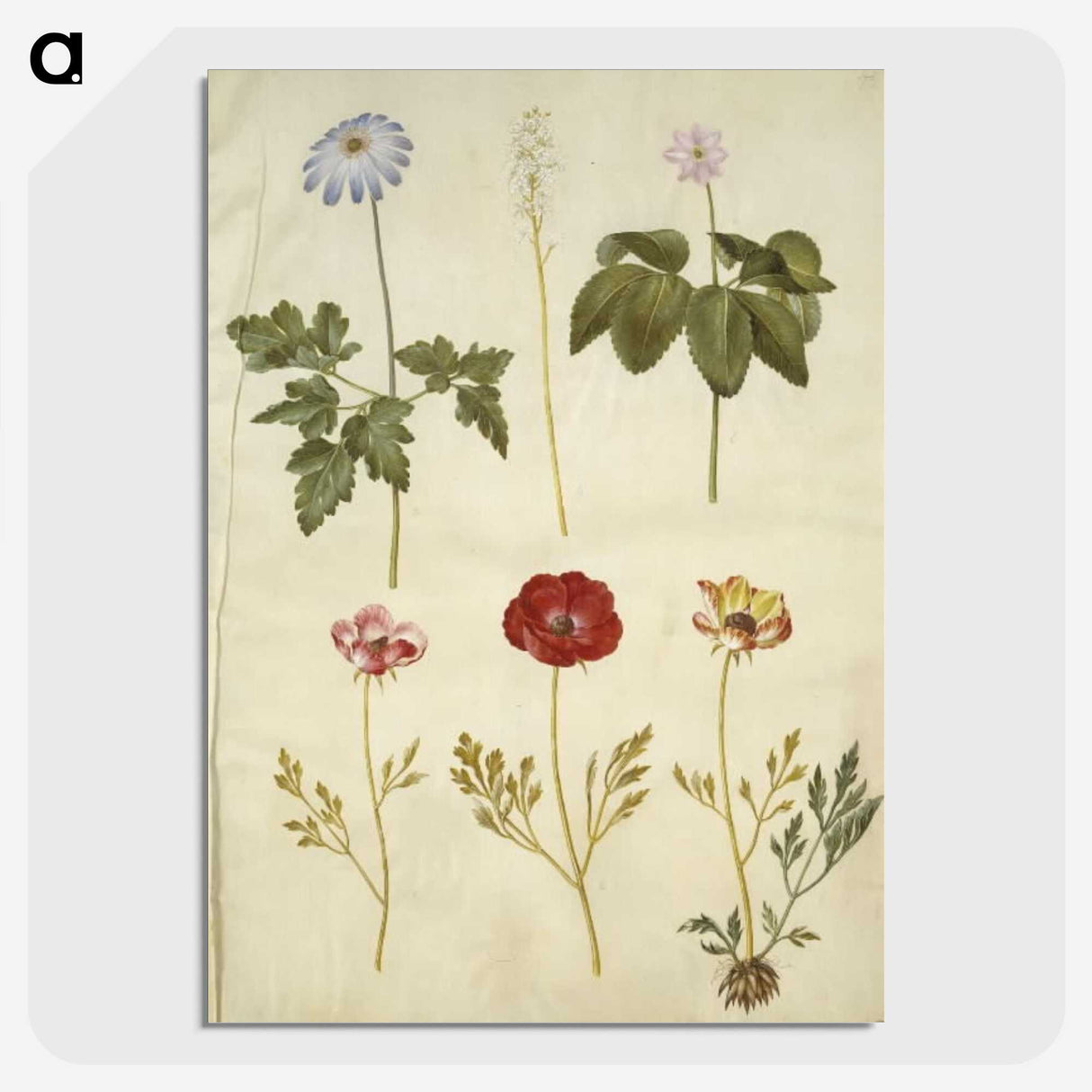 2-84_Maria-Sibylla-Merian_picture-crop