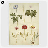 2-84_Maria-Sibylla-Merian_picture-crop