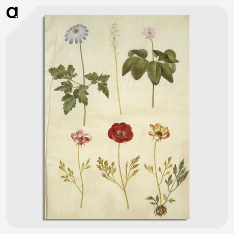 2-84_Maria-Sibylla-Merian_picture-crop