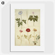 2-84_Maria-Sibylla-Merian_picture