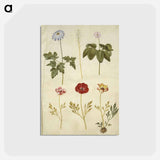 アートポストカード-Botanical Studies
 - マリア ジビーラ メーリアン Postcard.