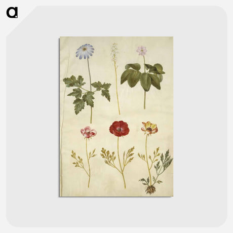 アートポストカード-Botanical Studies
 - マリア ジビーラ メーリアン Postcard.