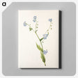 2-84_Mary-Vaux-Walcott_canvas
