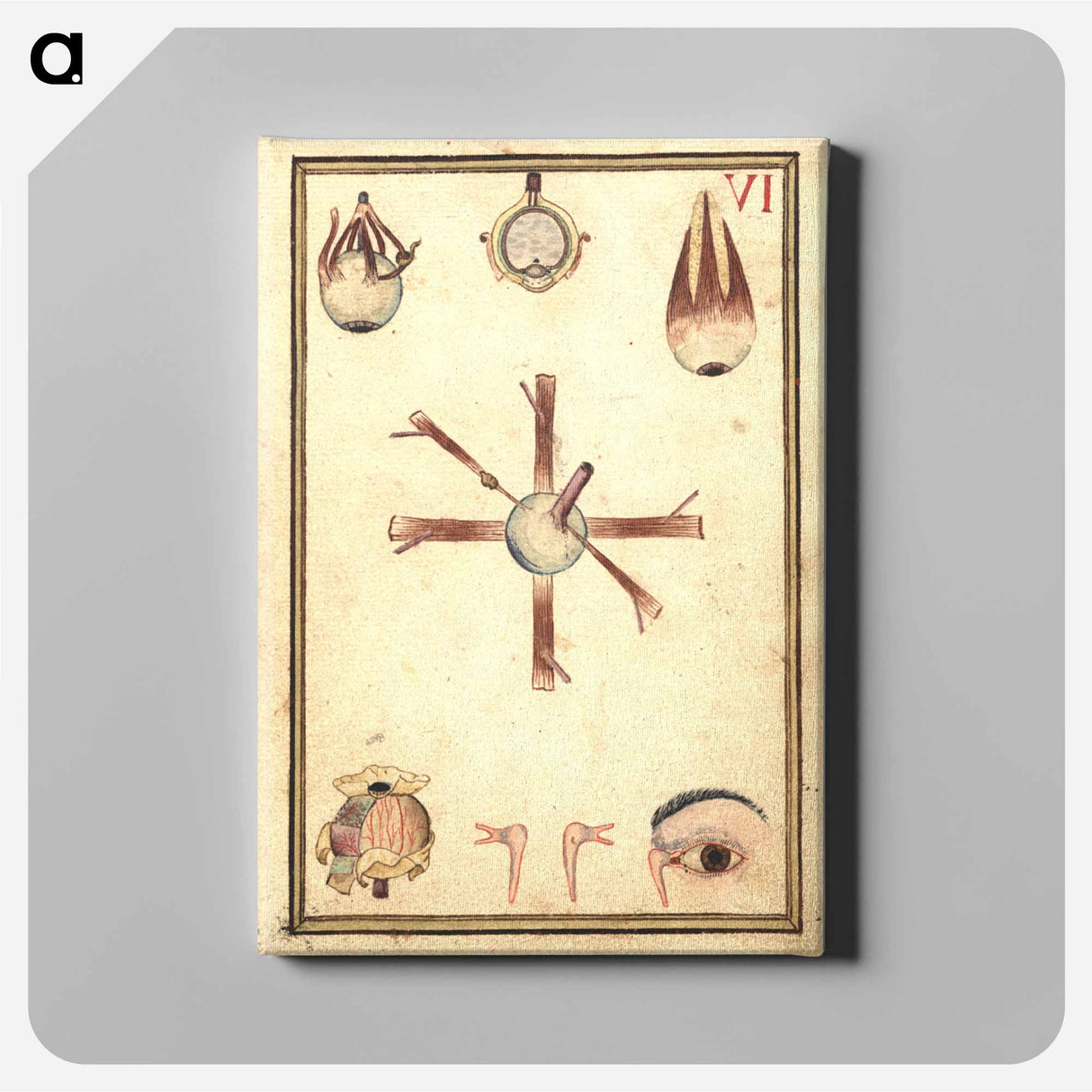 アートパネル-Human Eye, Anatomy and Histology
 - 国立医学図書館 Canvas.