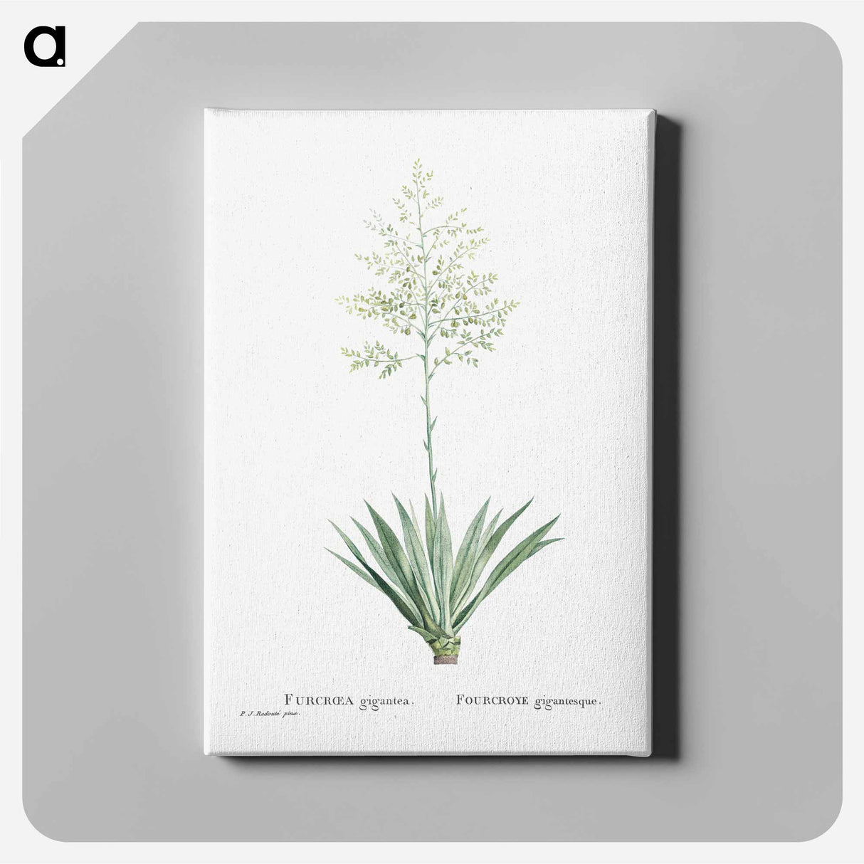 アートパネル-Furcraea Gigantea (Mauritius Hemp) - ピエール ジョゼフ ルドゥーテ Canvas.