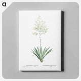 アートパネル-Furcraea Gigantea (Mauritius Hemp) - ピエール ジョゼフ ルドゥーテ Canvas.