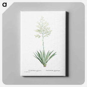 アートパネル-Furcraea Gigantea (Mauritius Hemp) - ピエール ジョゼフ ルドゥーテ Canvas.