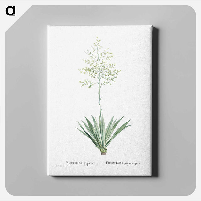 アートパネル-Furcraea Gigantea (Mauritius Hemp) - ピエール ジョゼフ ルドゥーテ Canvas.